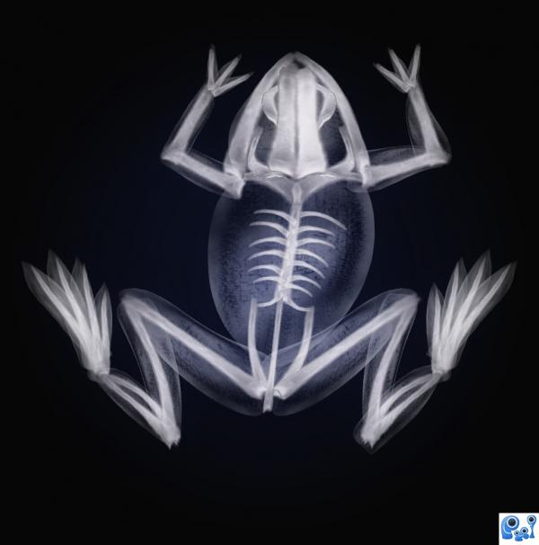 Frog X-ray